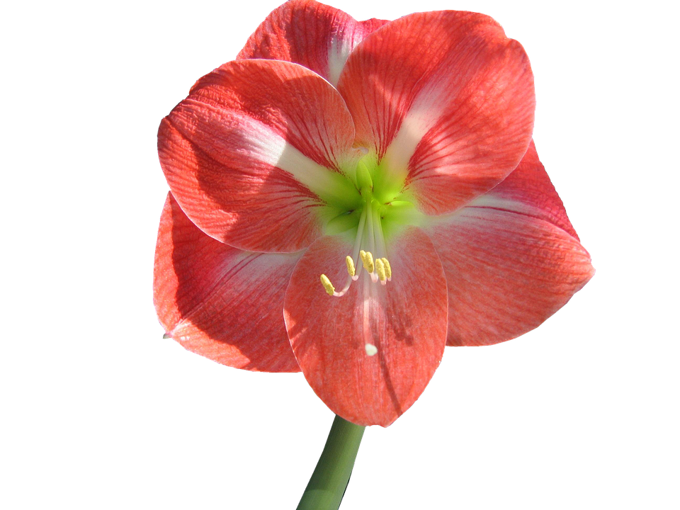 Red Striped Amaryllis Flower.png PNG