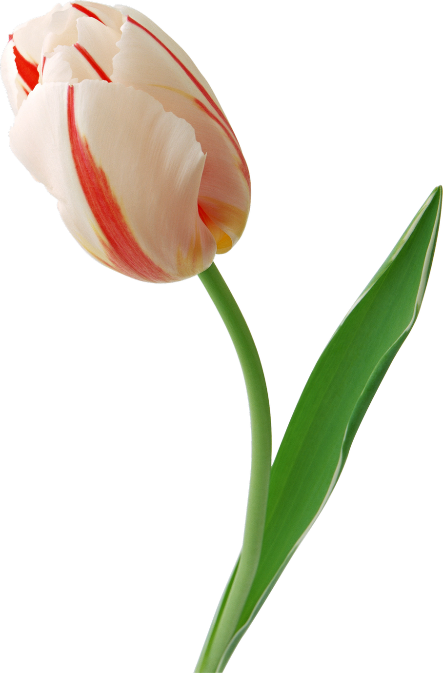 Red Striped White Tulip Single Stem PNG