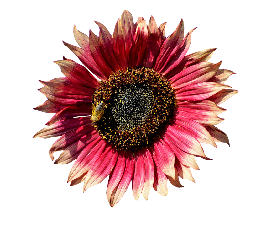 Red Sunflowerwith Bee.png PNG