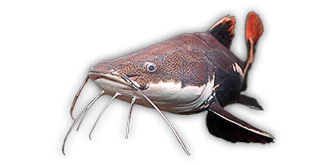Red Tailed Catfish Aquarium Fish PNG