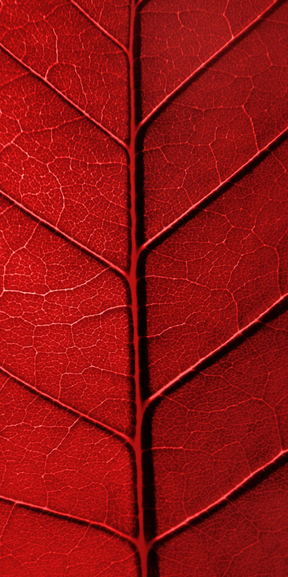 Red Texture Background 1080 X 2160