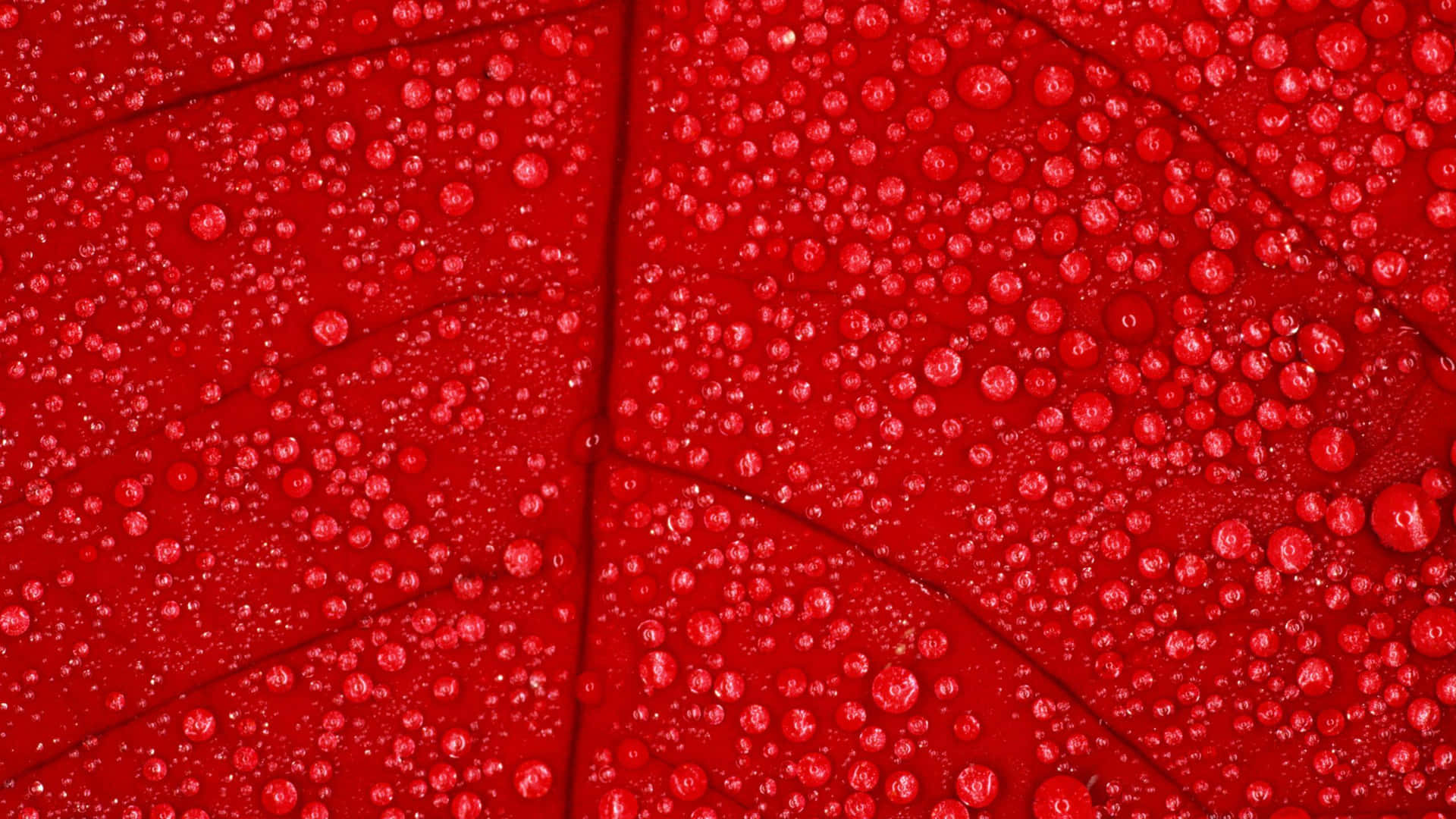 Red Leather Texture  Textured wallpaper, Carpet texture, Red texture  background
