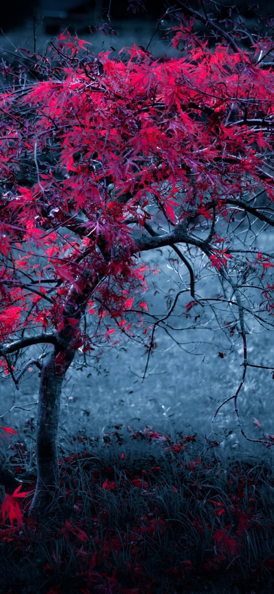 Árvorevermelha Em Pé Contra O Céu Papel de Parede