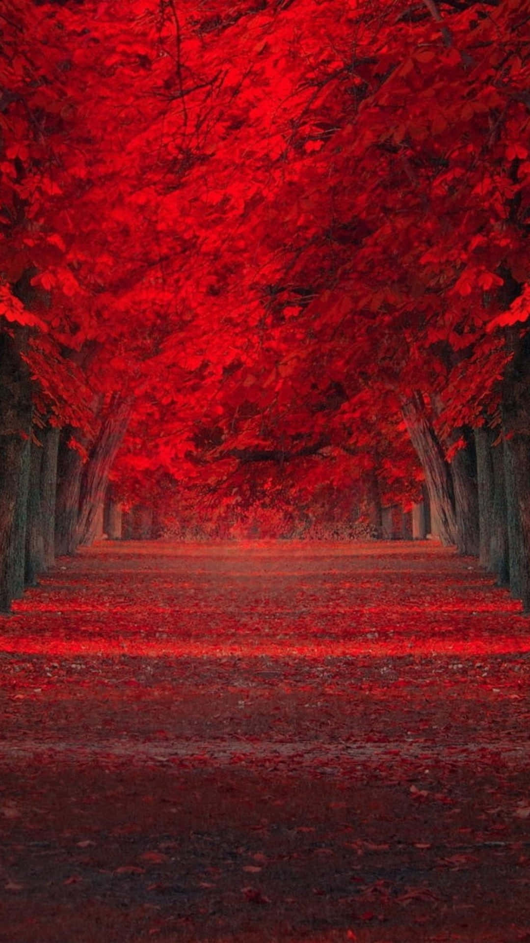 Røde efterårsblade i skoven Wallpaper