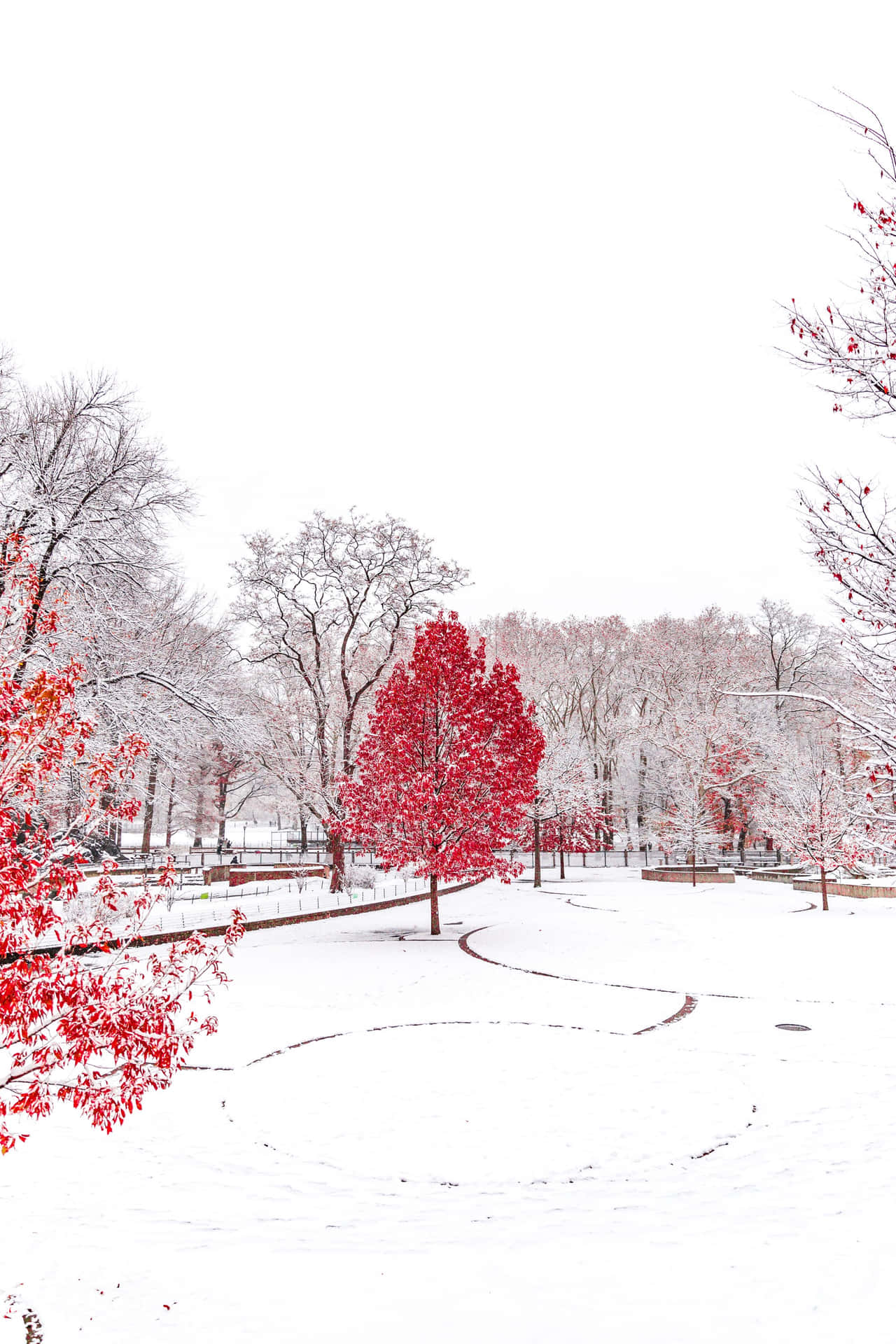 Red Tree Winter Season Wallpaper
