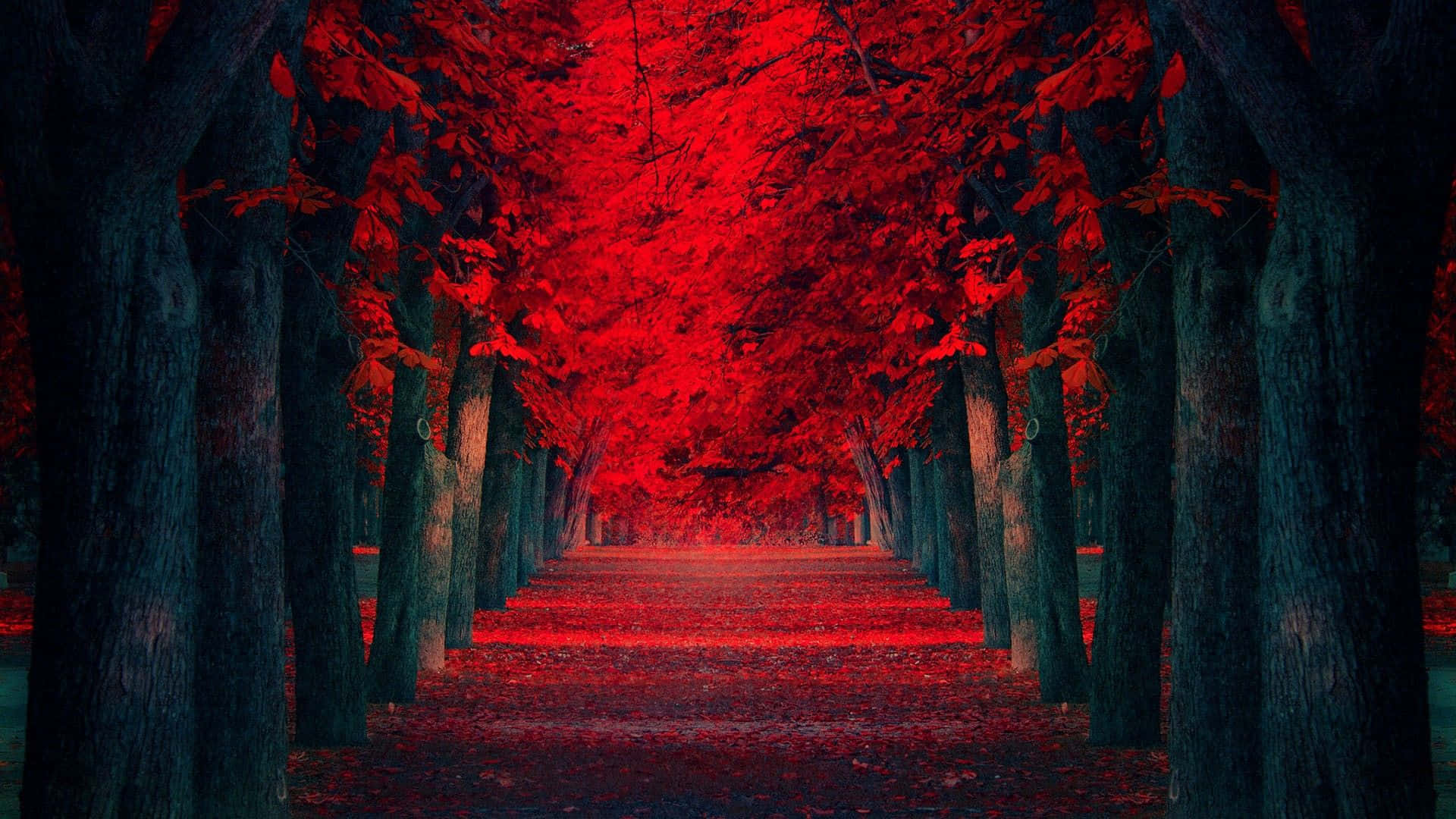 En rød sti med træer Wallpaper
