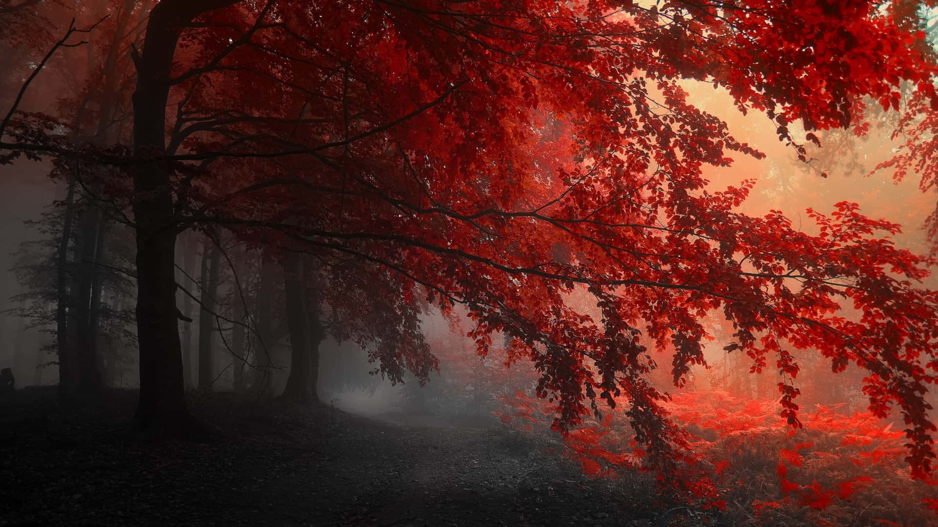 Enchanted Red Tree Standing Majestically in a Misty Wonderland Wallpaper