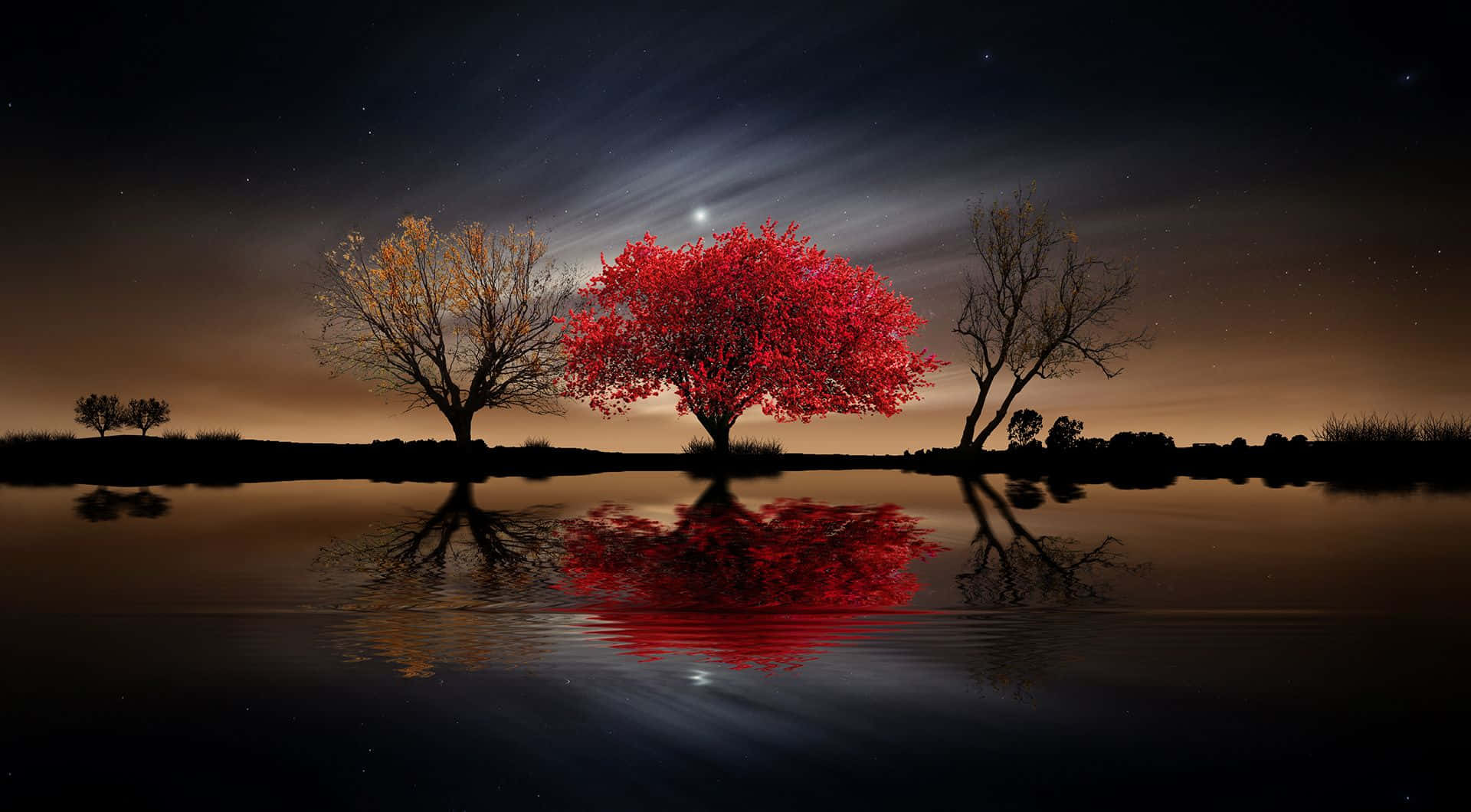 A Sinuous Red Tree, Reaching for the Sky Wallpaper