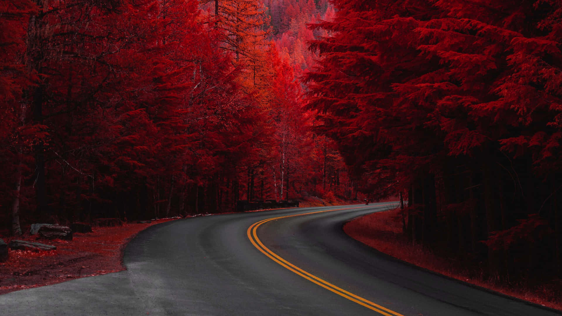 Red Trees Road Wallpaper