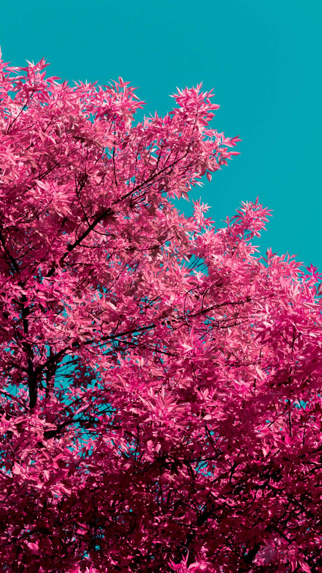 A Stunning Red Tree in The Middle of a Clear Blue Sky Wallpaper