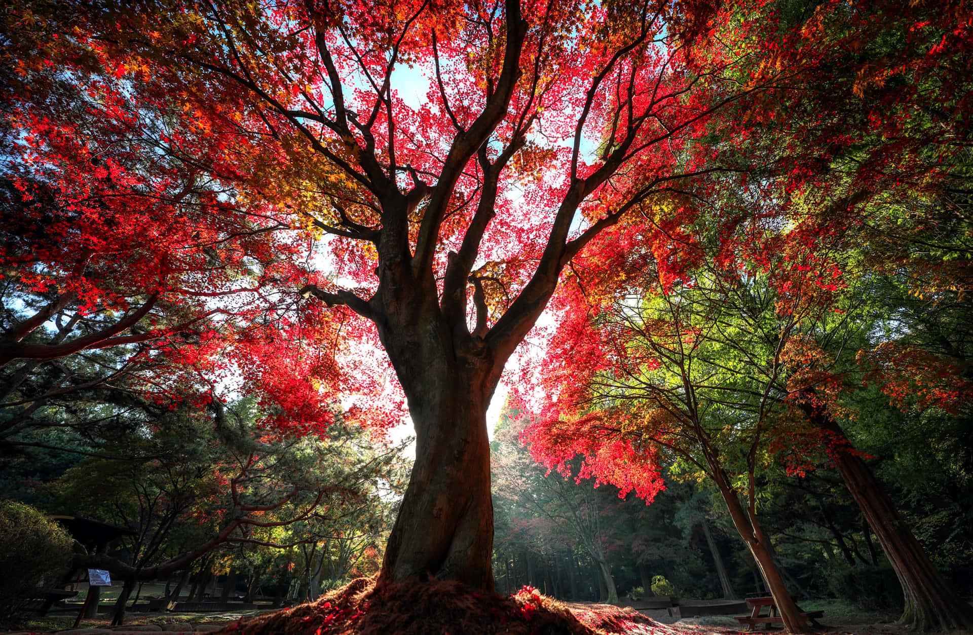 Aromatisk rød træ i et naturligt fantastisk landskab. Wallpaper