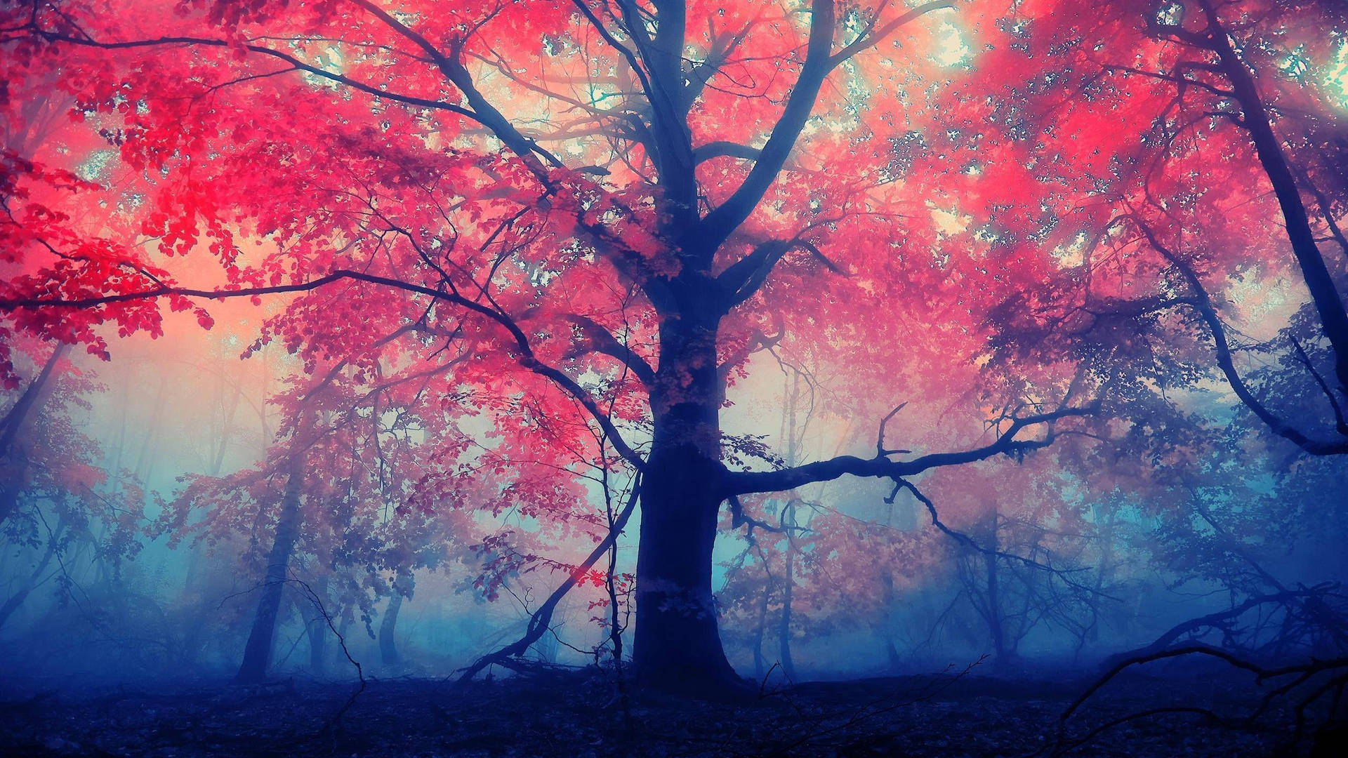 Red Tree Nature Computer Wallpaper