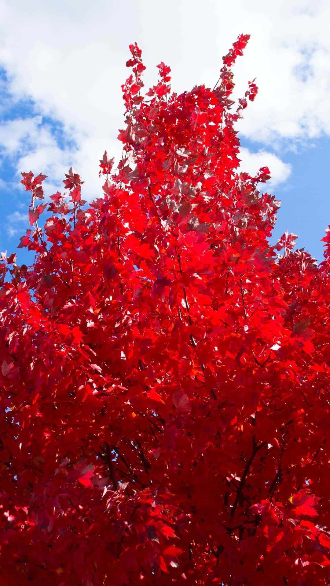 "A crimson red tree standing tall against a deep blue sky." Wallpaper