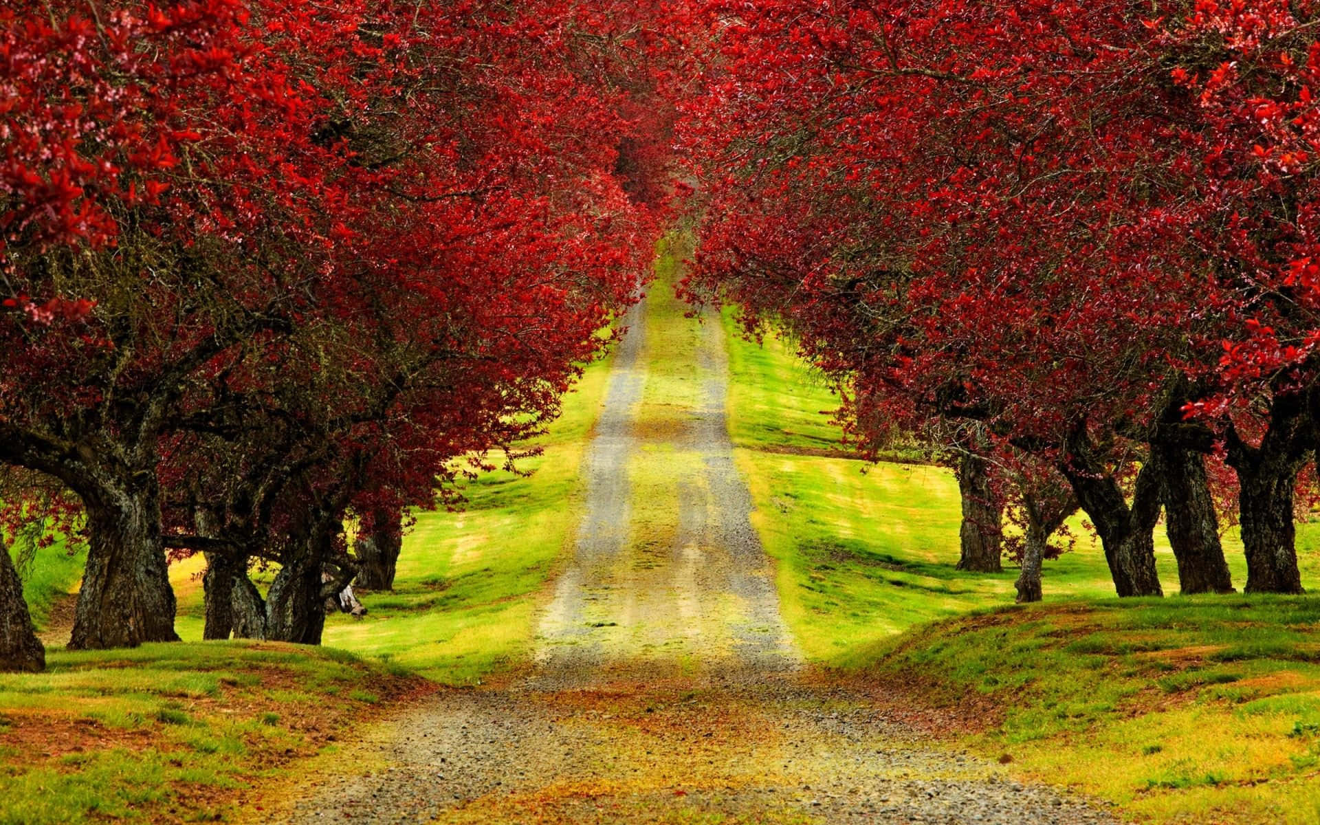 Et malerisk udsigt af Rød Træ i al sin pragt. Wallpaper