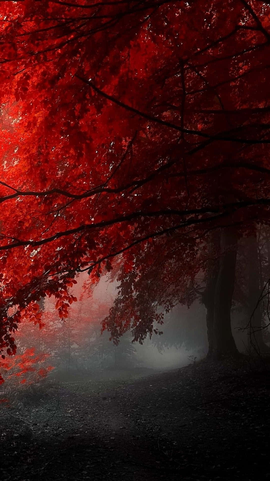 A Red Forest With Trees In The Fog Wallpaper