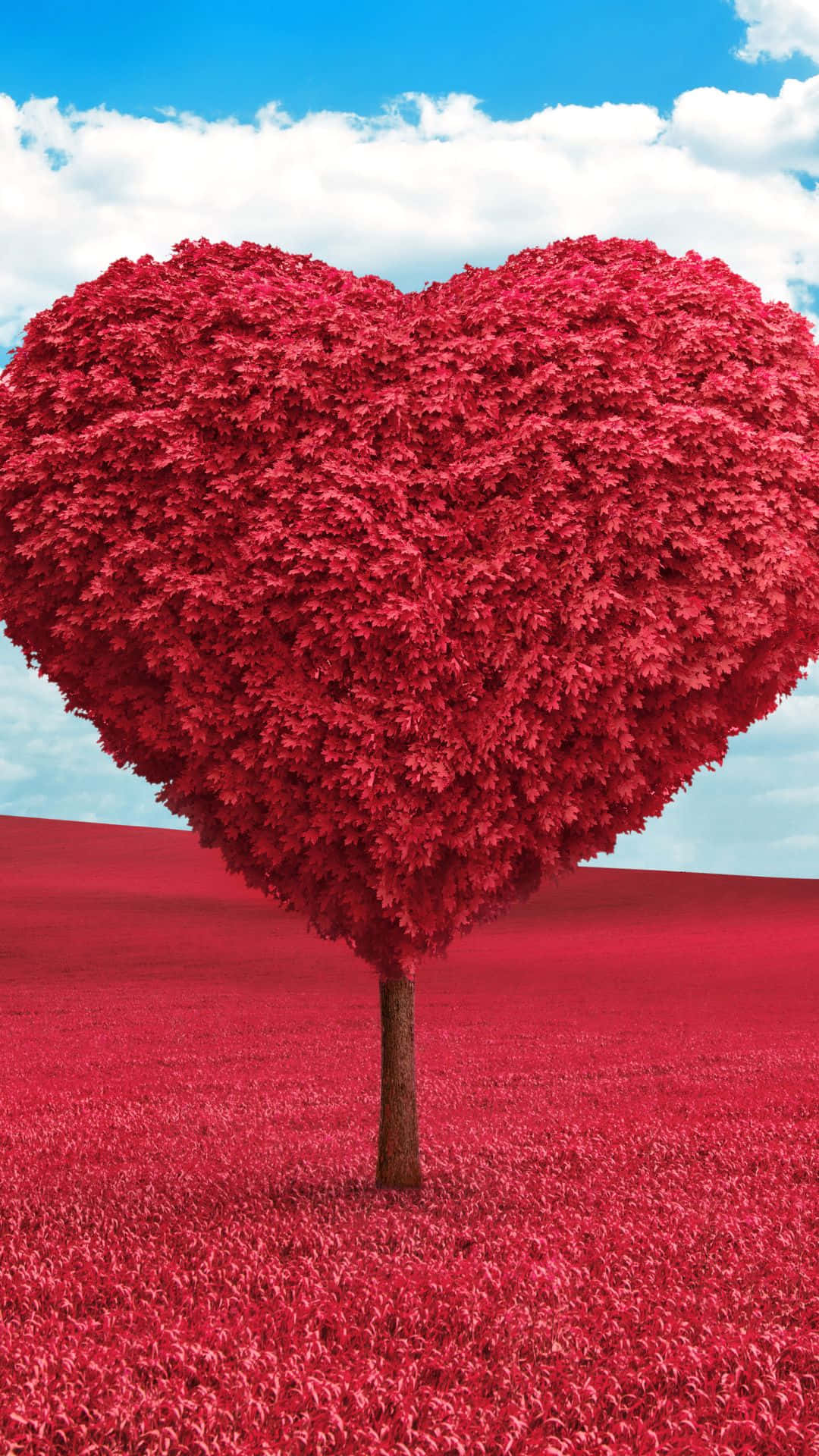 Enröd Hjärtformad Träd I En Åker. Wallpaper