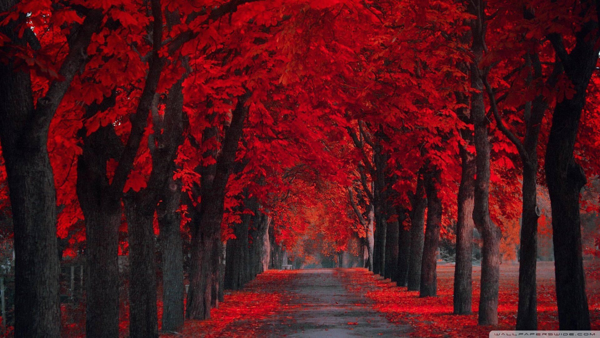 Bright red trees contrast with the descending evening sky Wallpaper