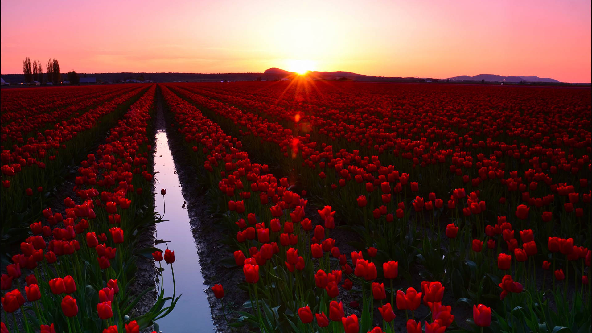 Red Tulip Flower Field Wallpaper