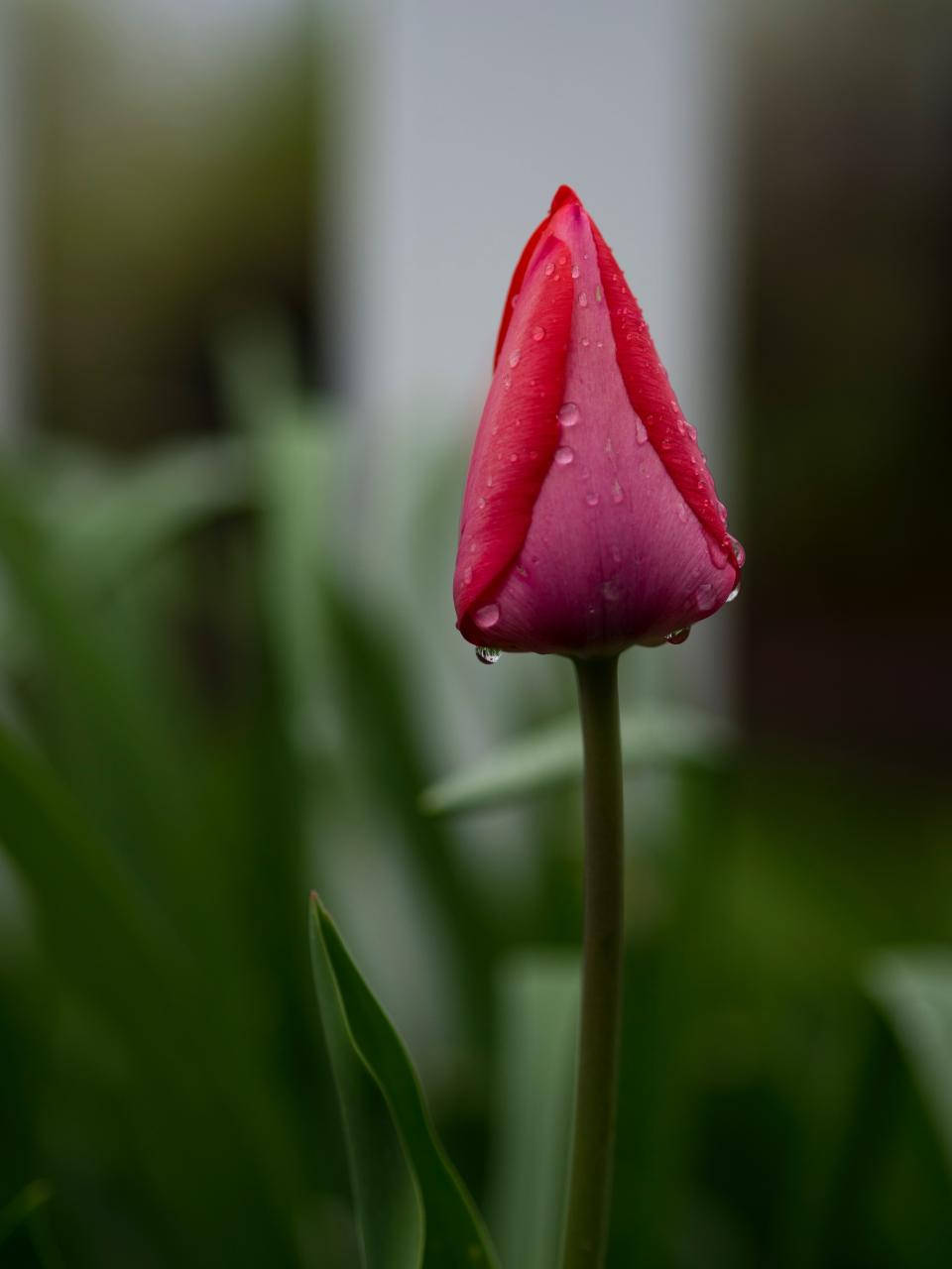 Red Tulip Nature Blur Background