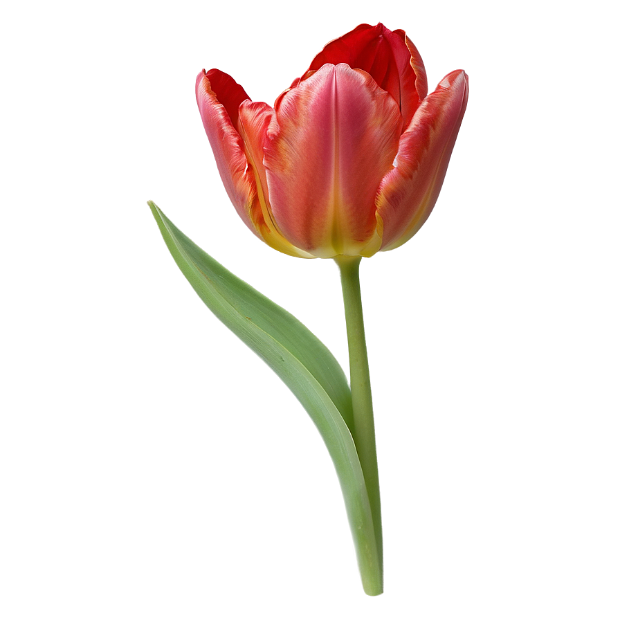 Download Red Tulip Png Jvt76 