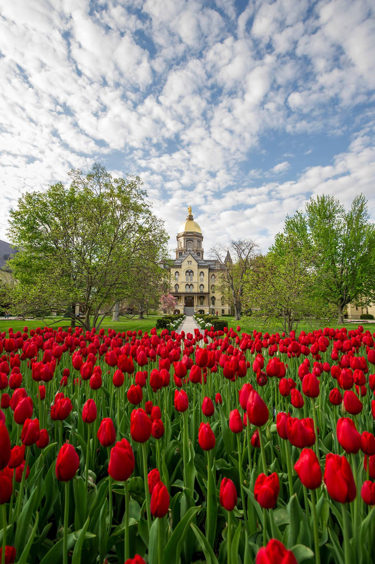 Red Tulips At University Of Notre Dame Wallpaper