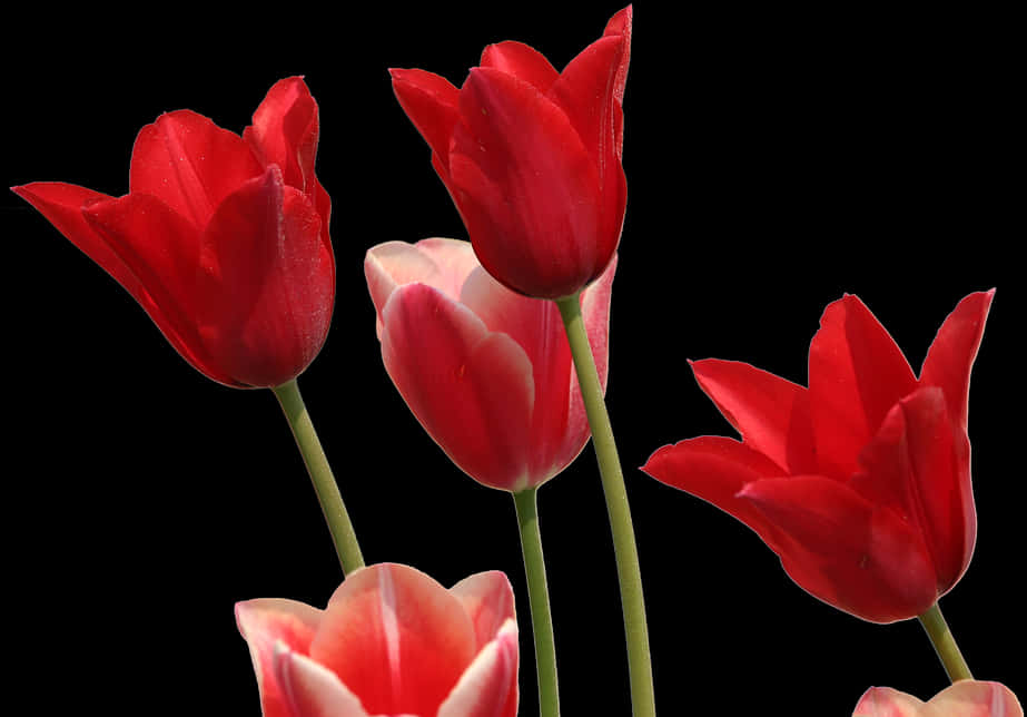 Red Tulips Black Background PNG