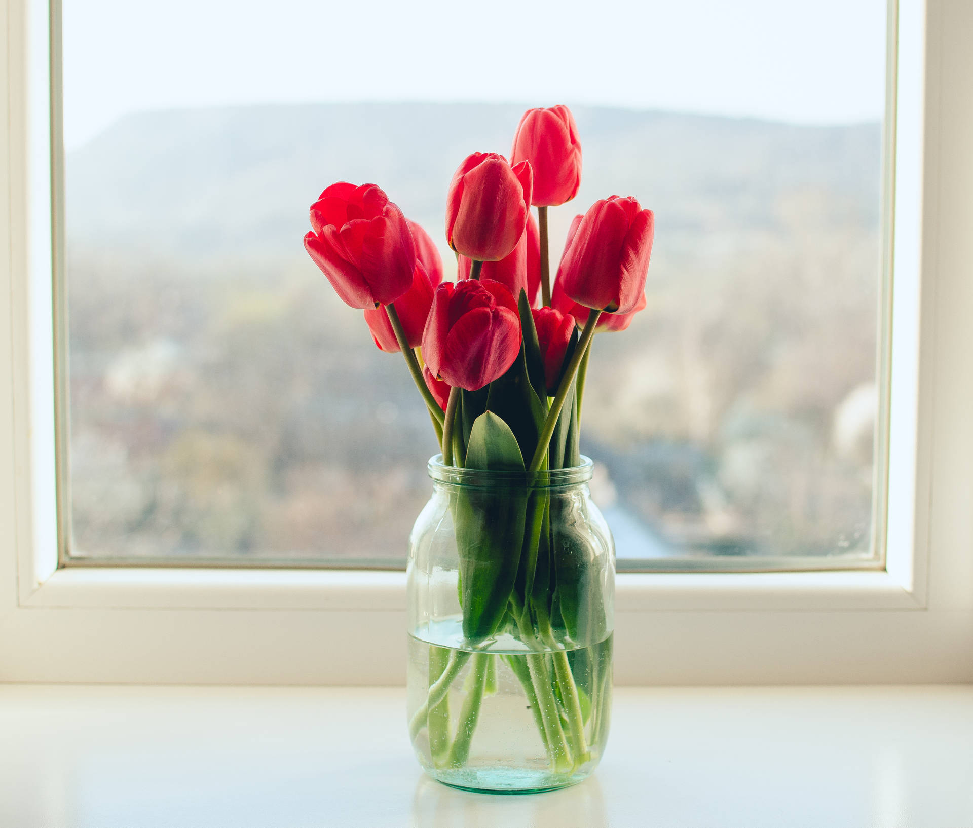 "Breathtaking Red Tulips By The Window" Wallpaper