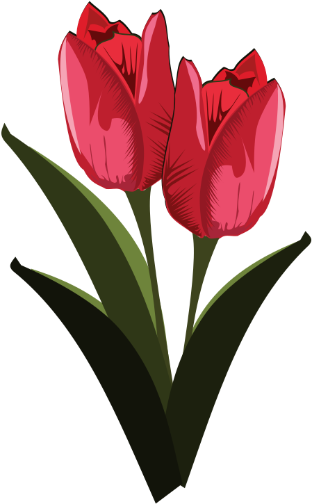 Red Tulips Illustration PNG