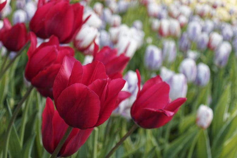 La Natura Più Bella Dei Tulipani Rossi Sfondo