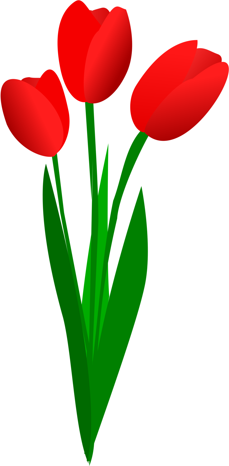 Red Tulips Vector Illustration PNG