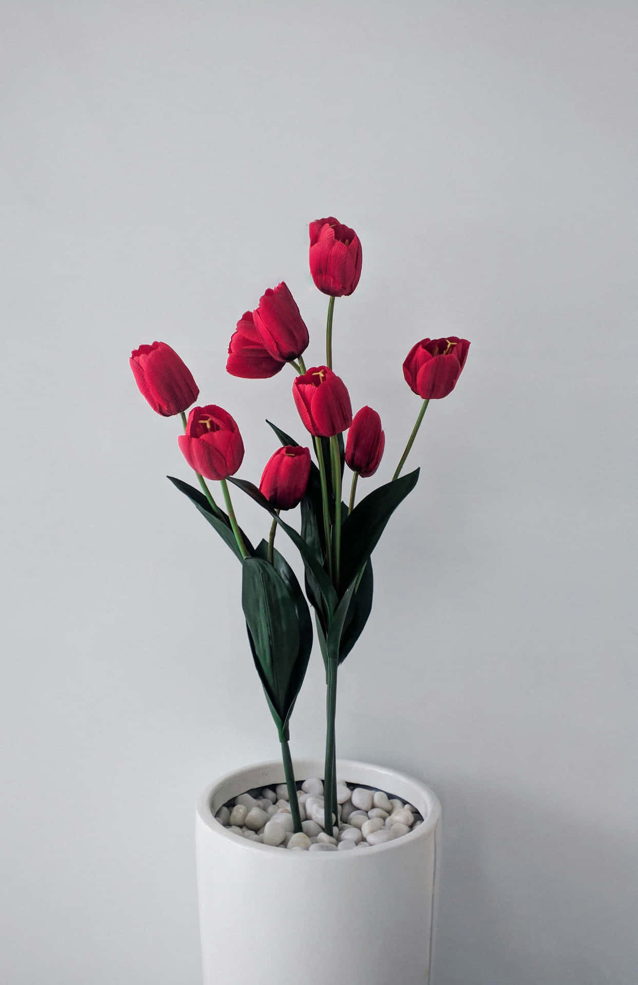 Red Tulipsin White Vase Wallpaper