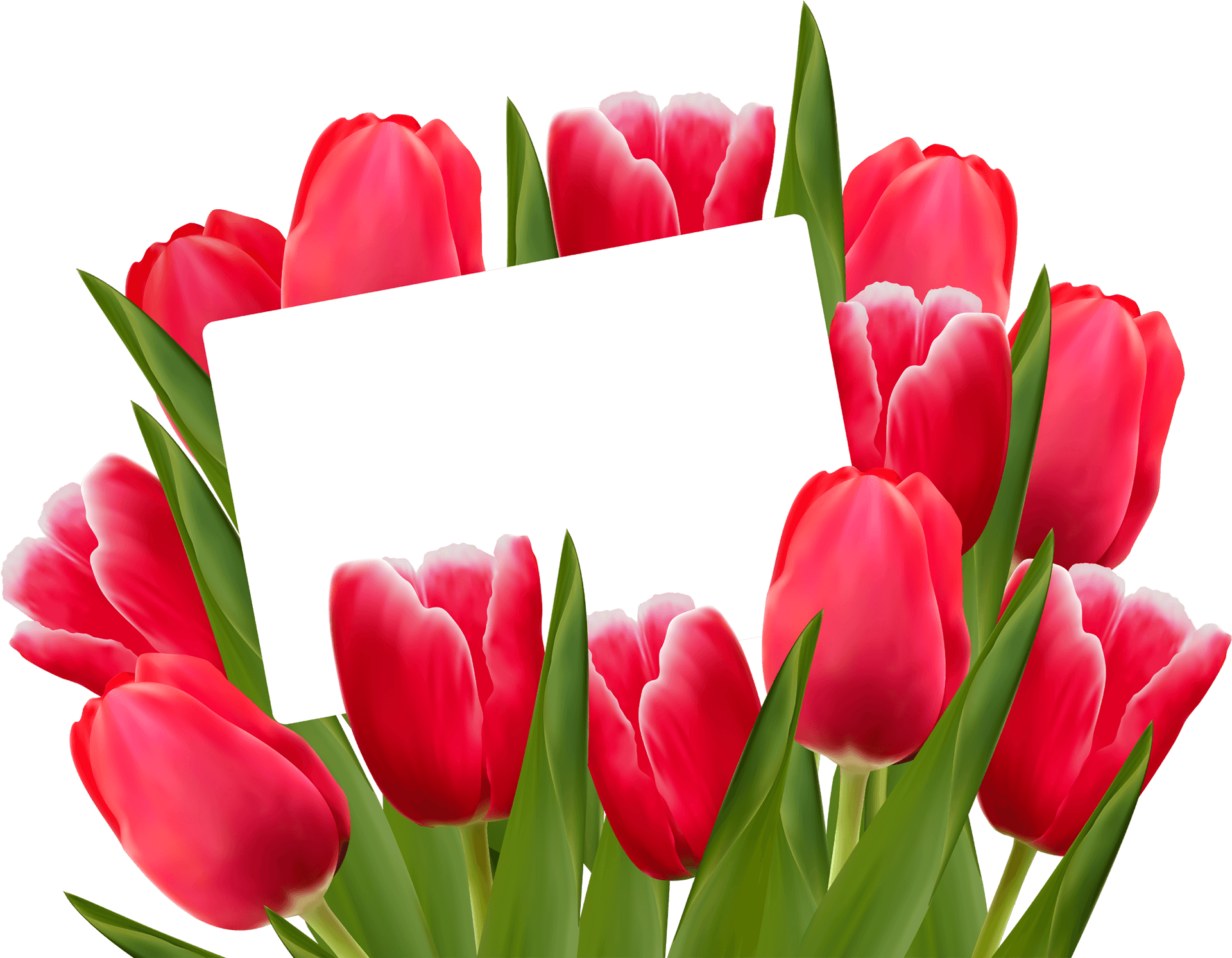Red Tulipswith Blank Card PNG