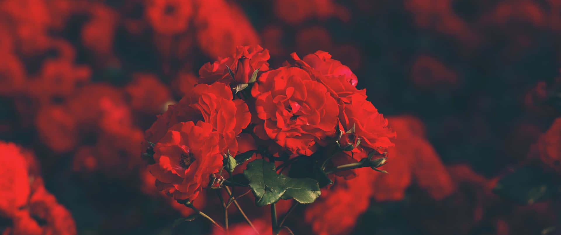Bunch Of Roses Red Ultra Wide HD Wallpaper