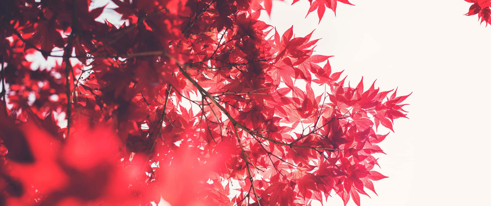 Japanischeahornblätter In Rot, Ultraweite Hd Wallpaper