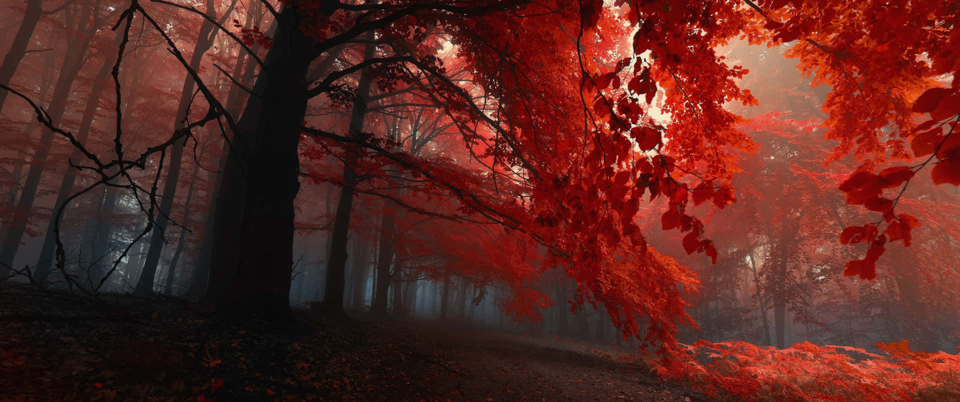 Captivating Forest Red Ultra Wide HD Wallpaper