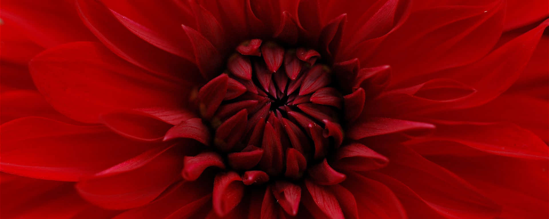 Macro Flower Red Ultra Wide HD Wallpaper