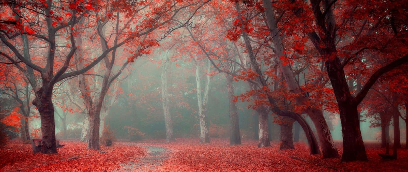 Magical Scene Of Trees Red Ultra Wide HD Wallpaper