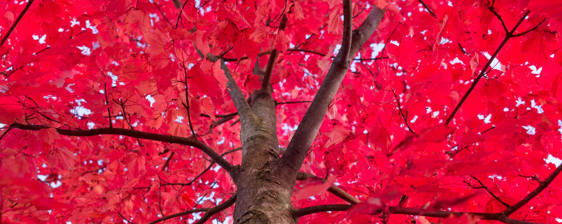 Árvore De Bordo De Baixo Ângulo Em Vermelho, No Formato Ultra Wide Hd. Papel de Parede
