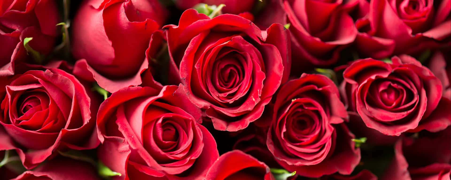 Fragrant Roses Red Ultra Wide Hd Wallpaper