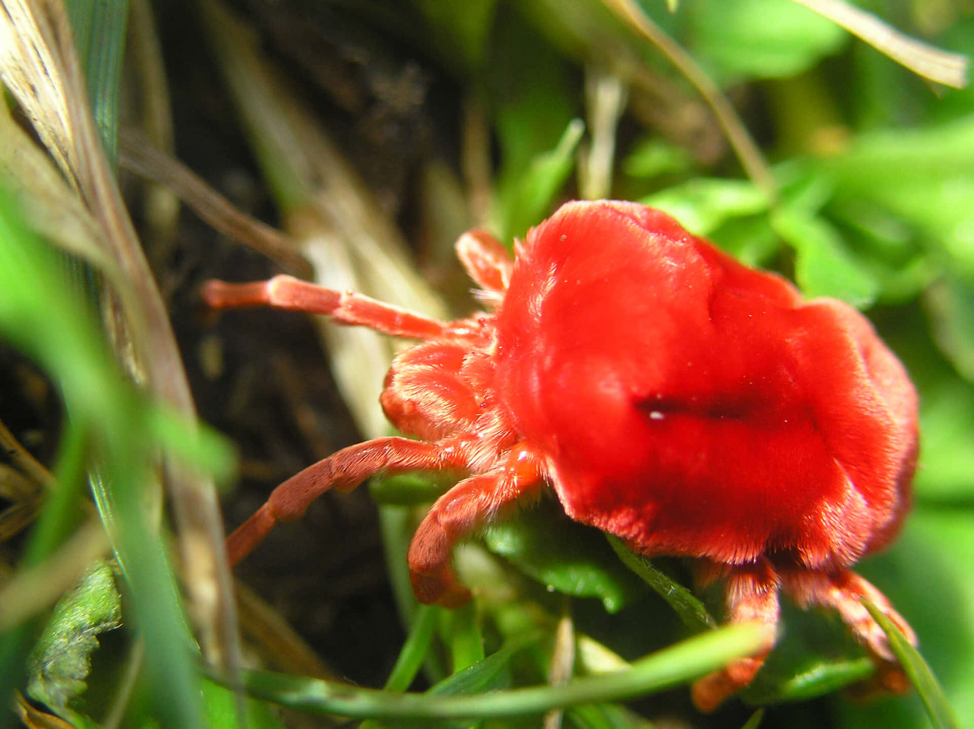 Red Velvet Mite Closeup Wallpaper