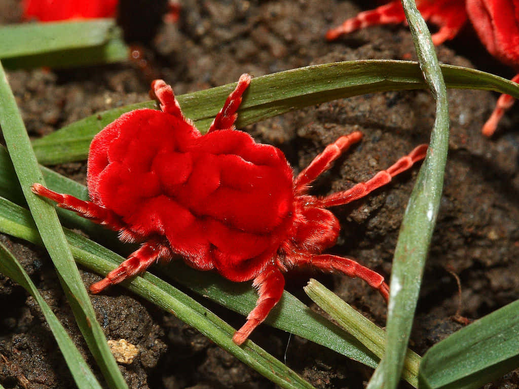 Red Velvet Mite On Green Leaf Wallpaper