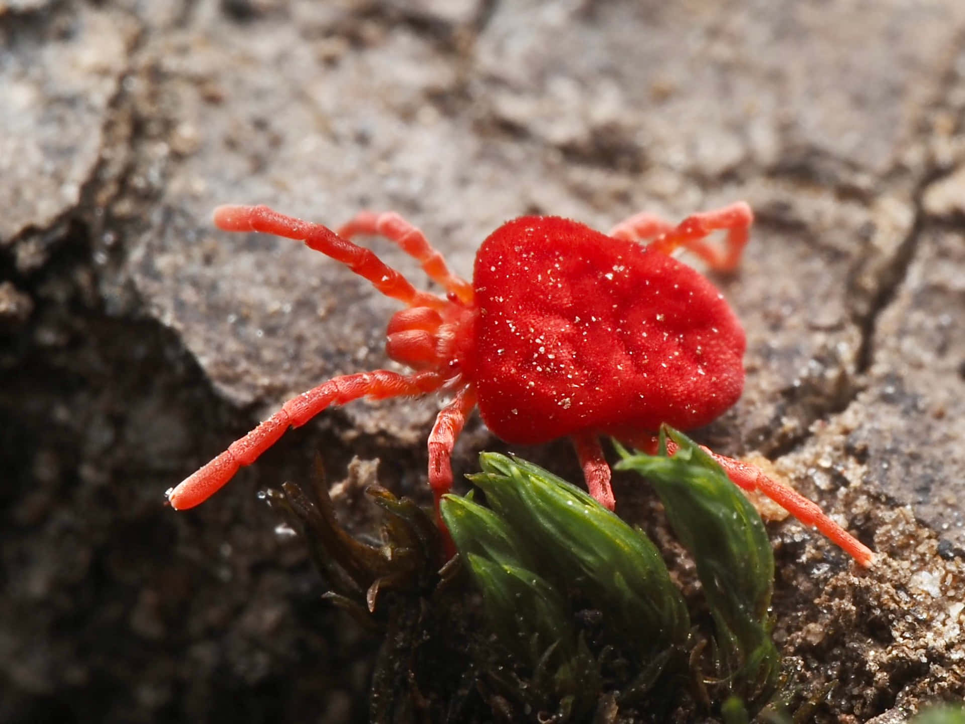 Red Velvet Mite On Ground Wallpaper