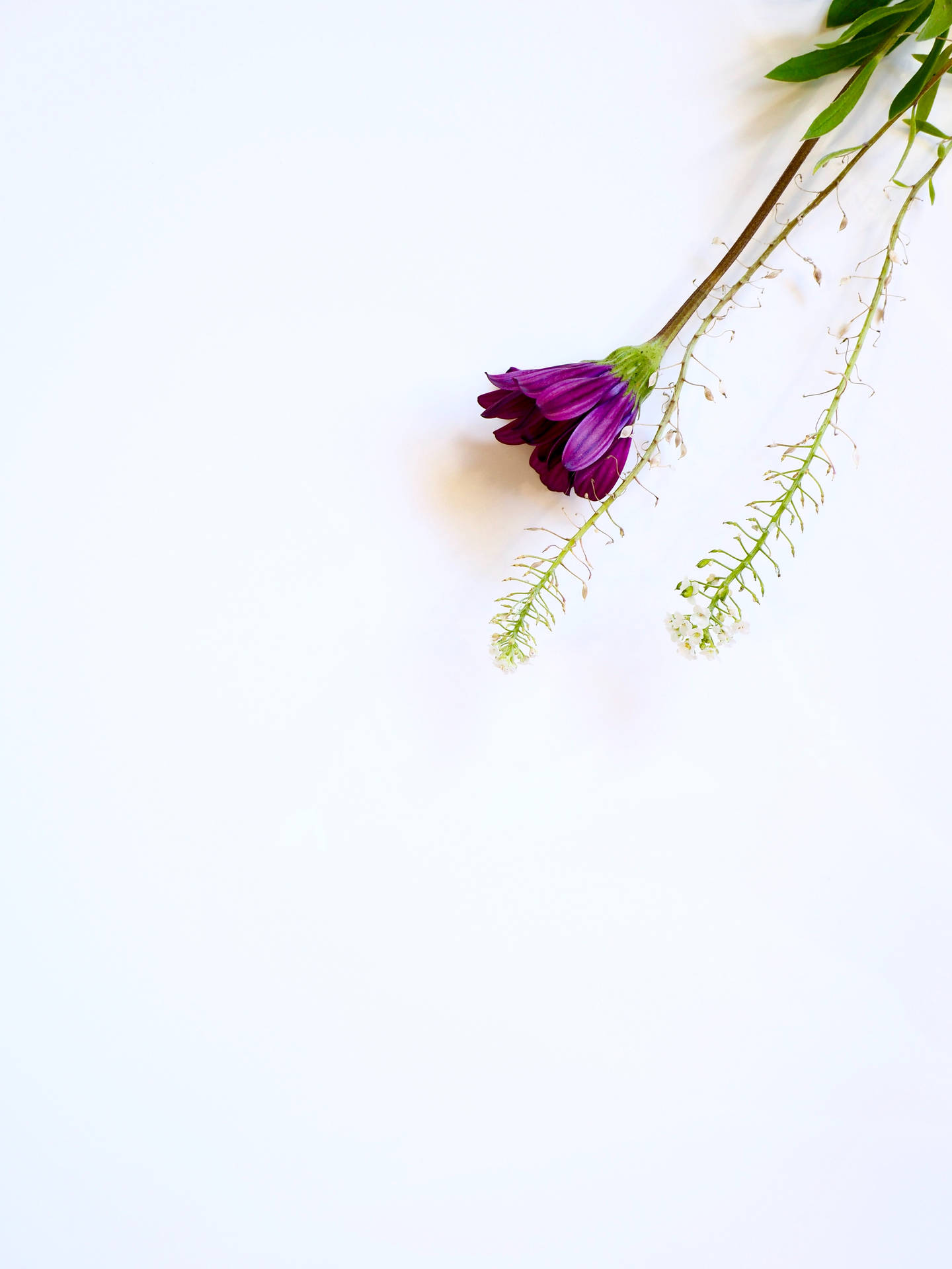 Red-violet Flower White Background