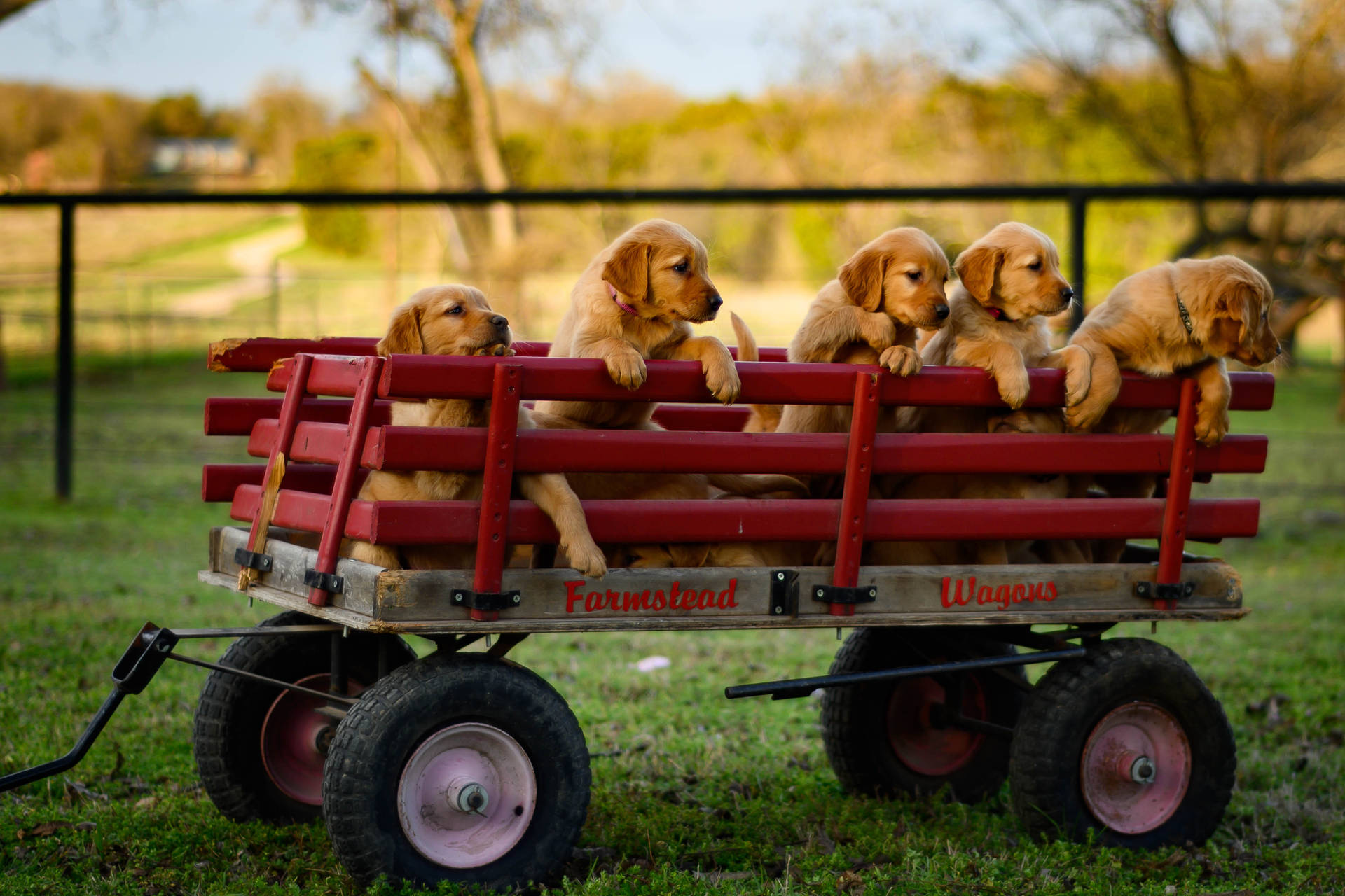 Red Wagon Golden Retriever Puppies