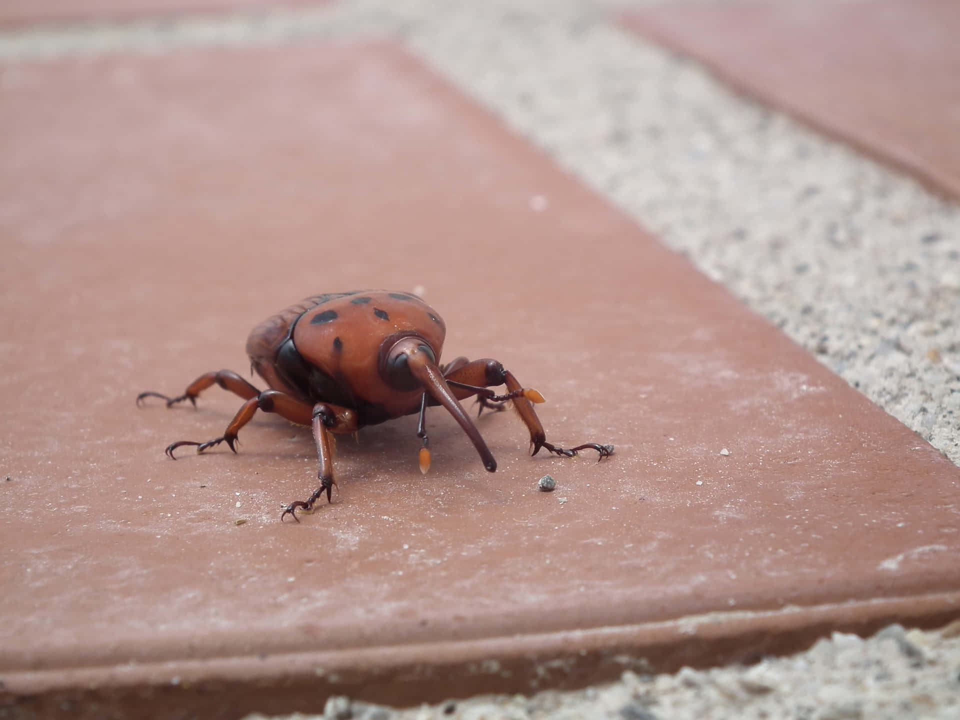 Red Weevilon Pavement Wallpaper