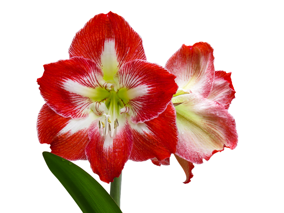 Red White Amaryllis Flower PNG