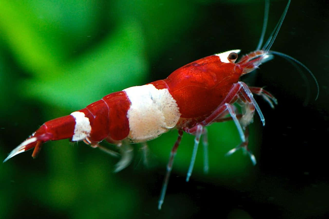 Red White Aquatic Shrimp.jpg Wallpaper