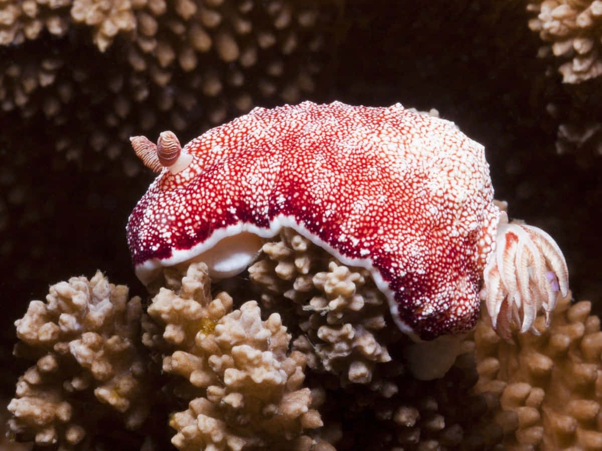Red White Sea Slugon Coral Wallpaper