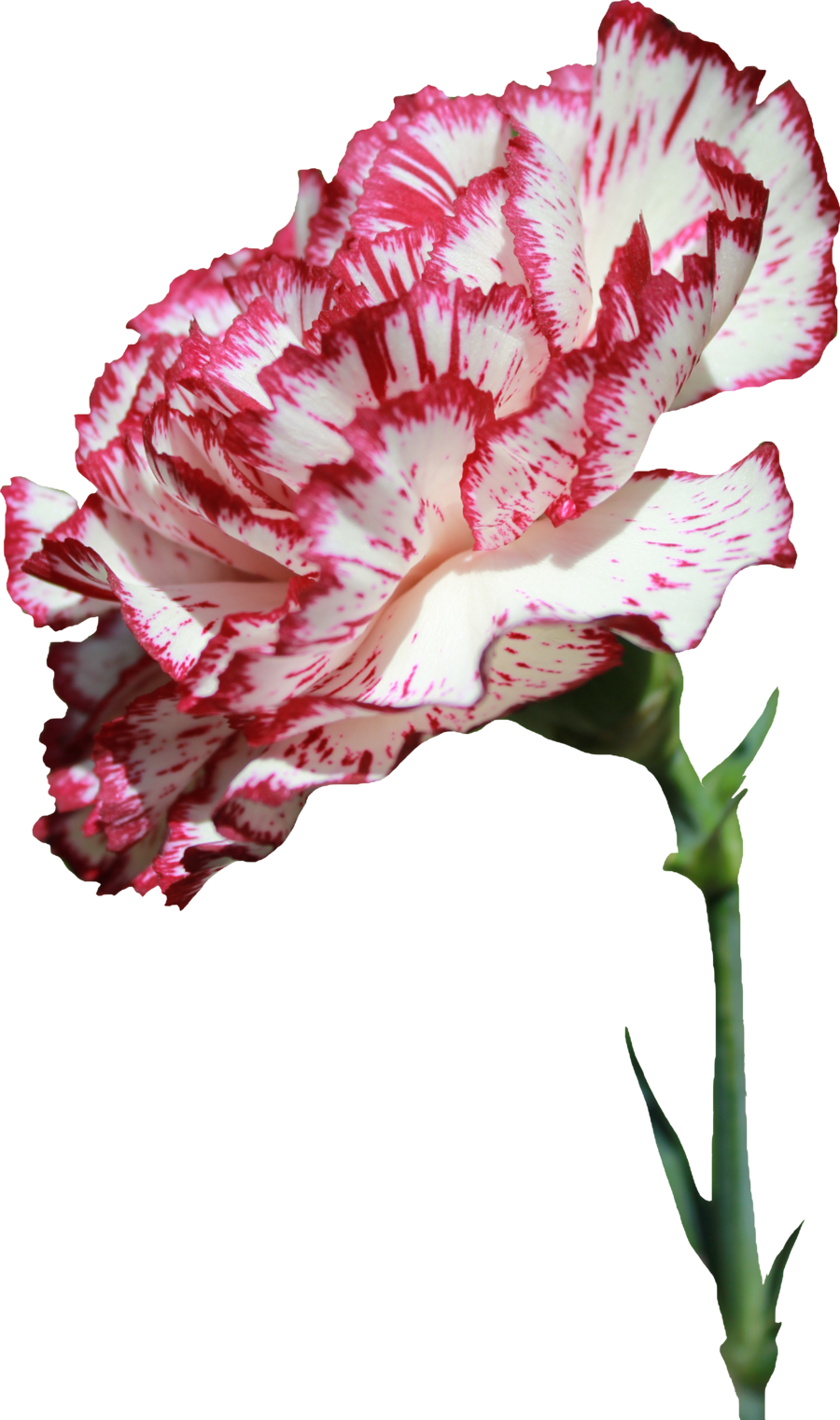 Red White Striped Carnation Flower PNG