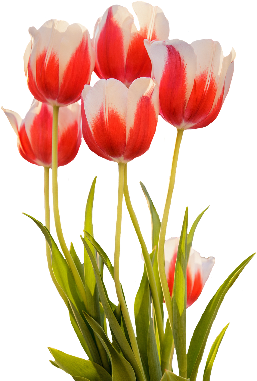 Red White Tulips Bouquet PNG